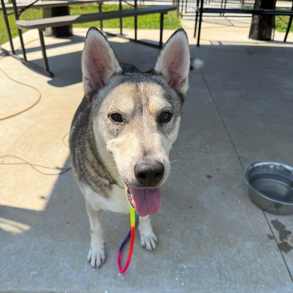 Kristoff, an adoptable Husky in Eufaula, OK, 74432 | Photo Image 6