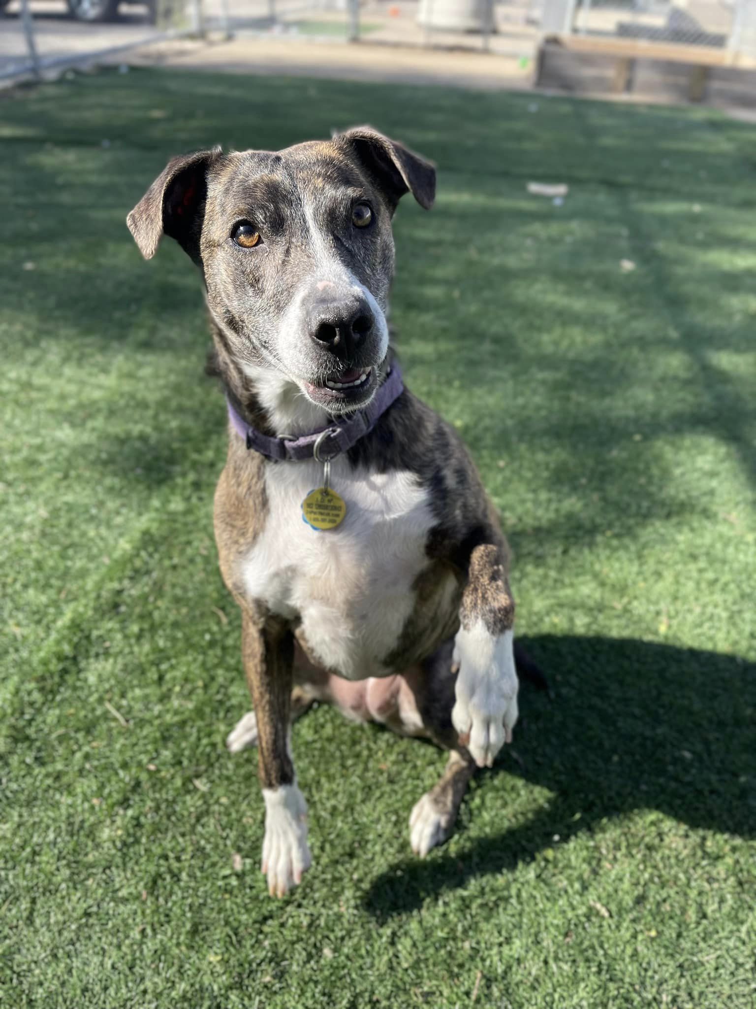 Jerzy, an adoptable Mountain Cur in Cedar Rapids, IA, 52405 | Photo Image 1