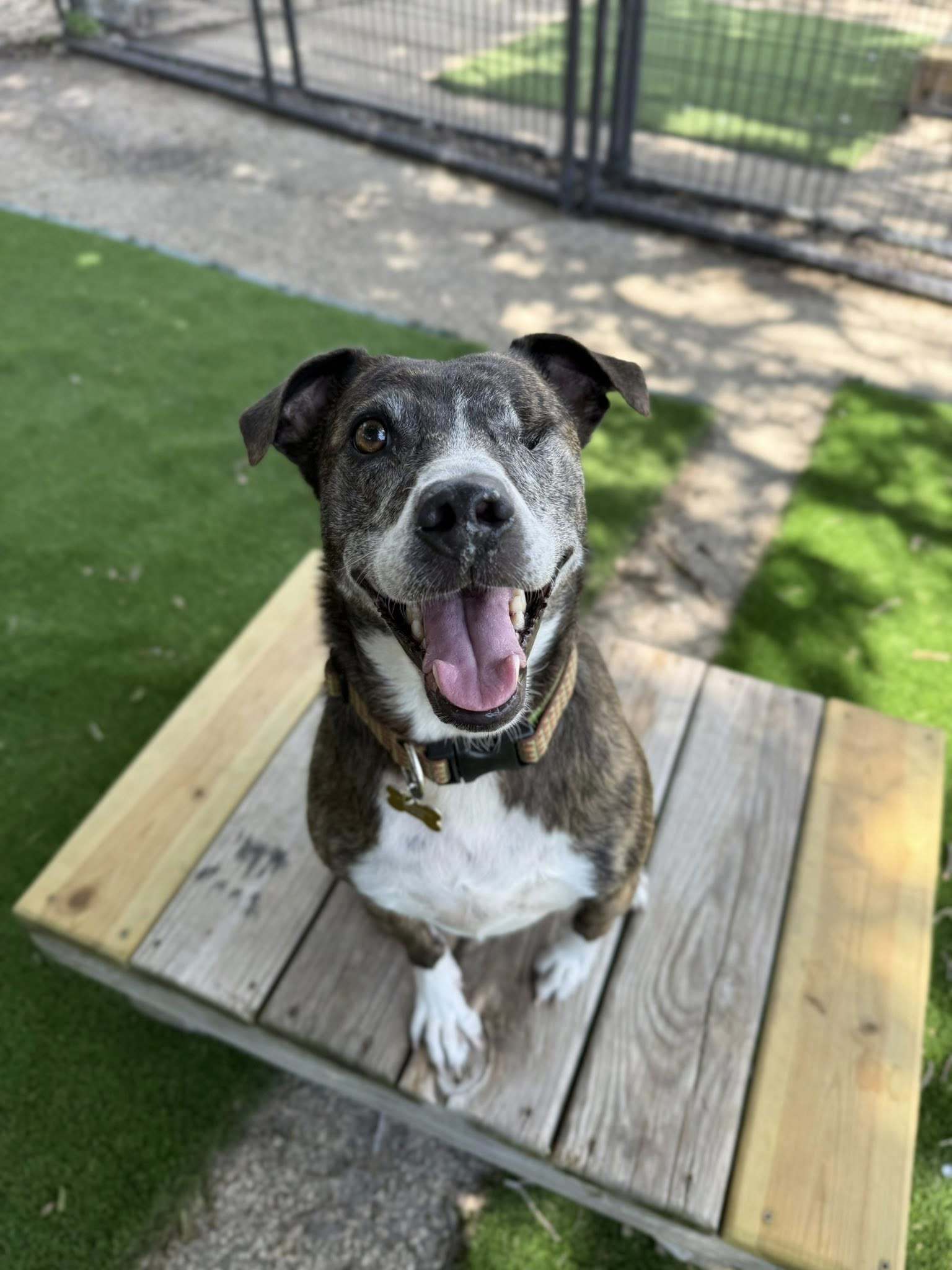 Jerzy, an adoptable Mountain Cur in Cedar Rapids, IA, 52405 | Photo Image 1