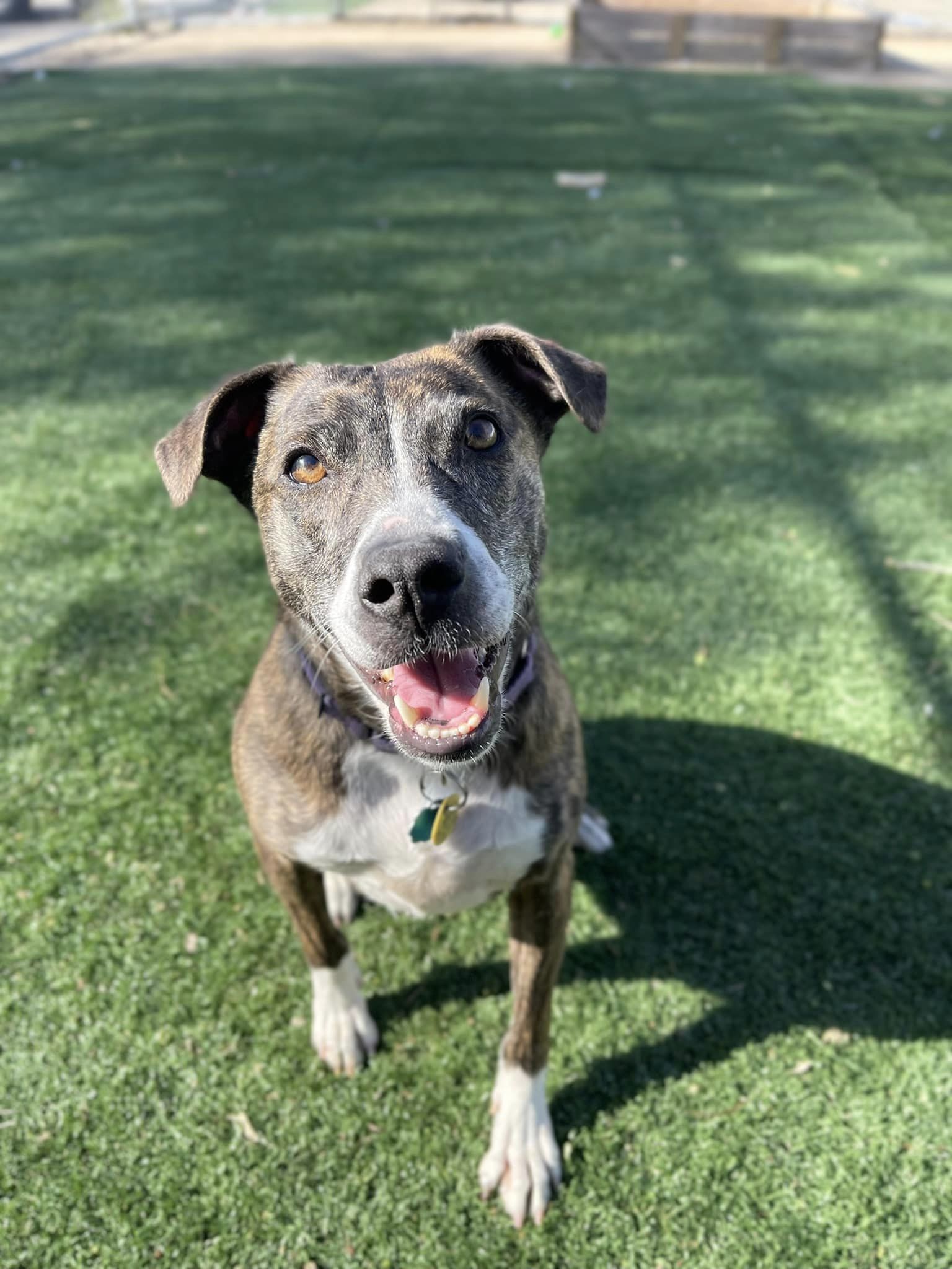 Jerzy, an adoptable Mountain Cur in Cedar Rapids, IA, 52405 | Photo Image 2