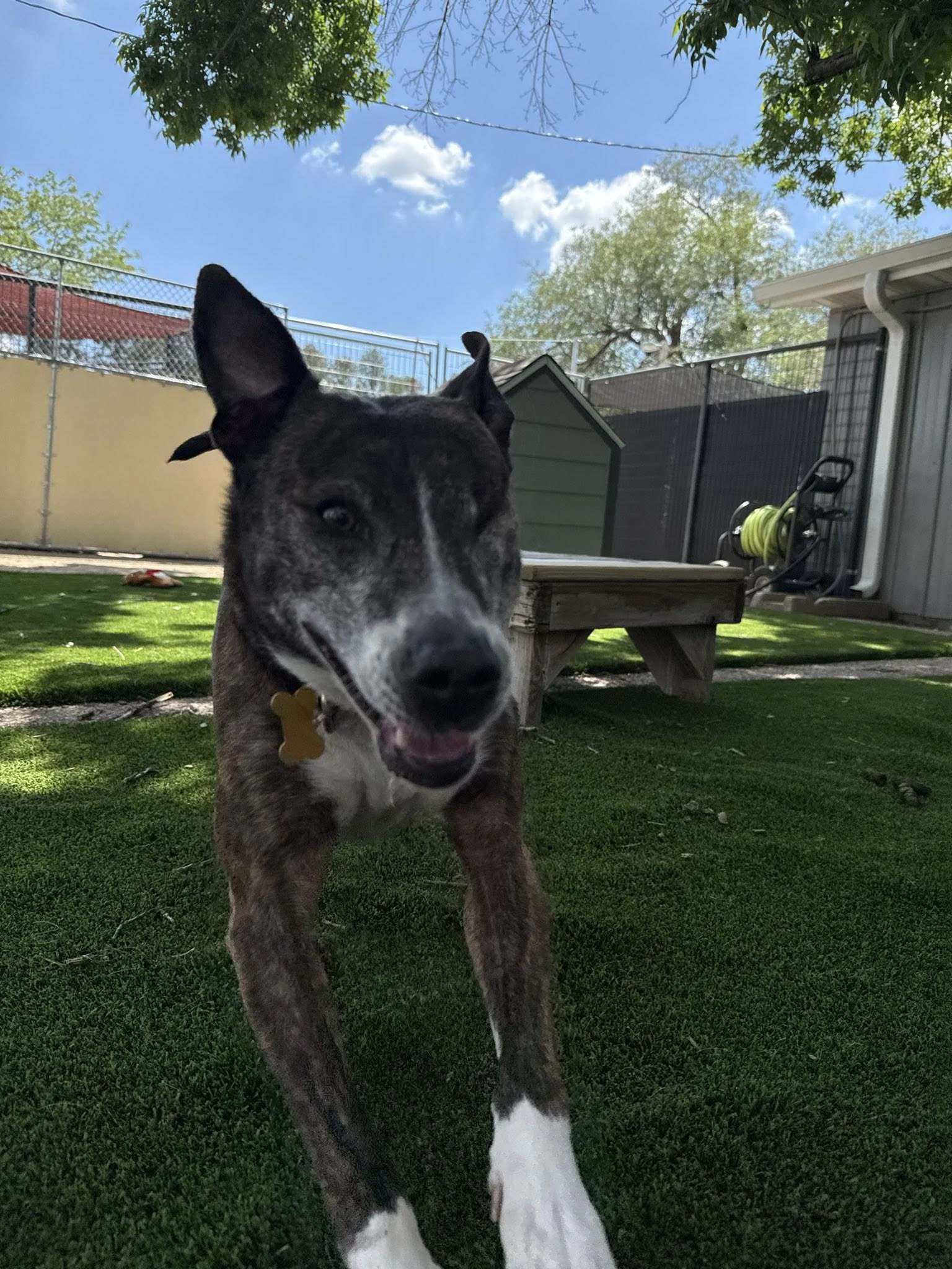 Jerzy, an adoptable Mountain Cur in Cedar Rapids, IA, 52405 | Photo Image 2