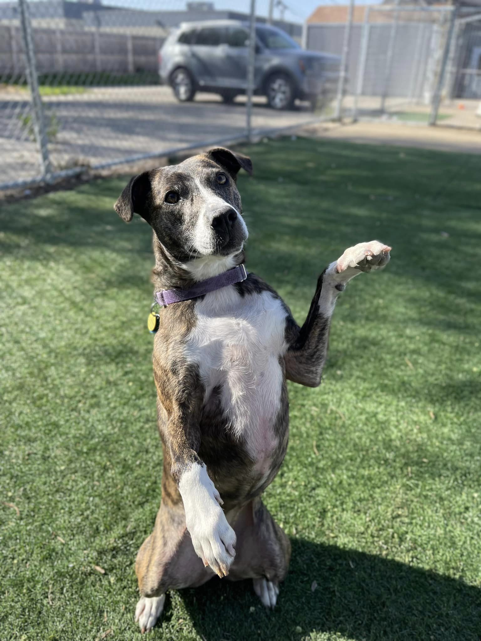 Jerzy, an adoptable Mountain Cur in Cedar Rapids, IA, 52405 | Photo Image 3