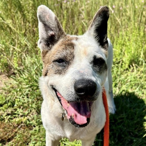 Artemis, an adoptable English Bulldog, Foxhound in Freeport, FL, 32439 | Photo Image 1