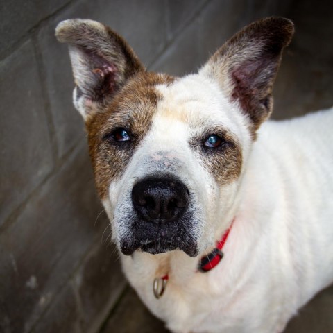 Artemis, an adoptable English Bulldog, Foxhound in Freeport, FL, 32439 | Photo Image 2