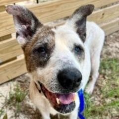 Artemis, an adoptable English Bulldog, Foxhound in Freeport, FL, 32439 | Photo Image 3