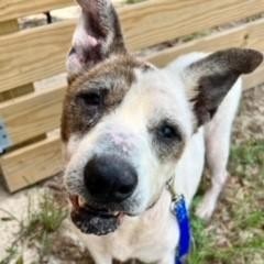 Artemis, an adoptable English Bulldog, Foxhound in Freeport, FL, 32439 | Photo Image 4