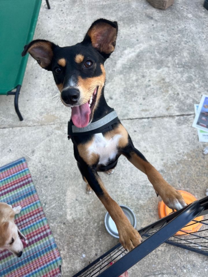 Manchester terrier hot sale lab mix