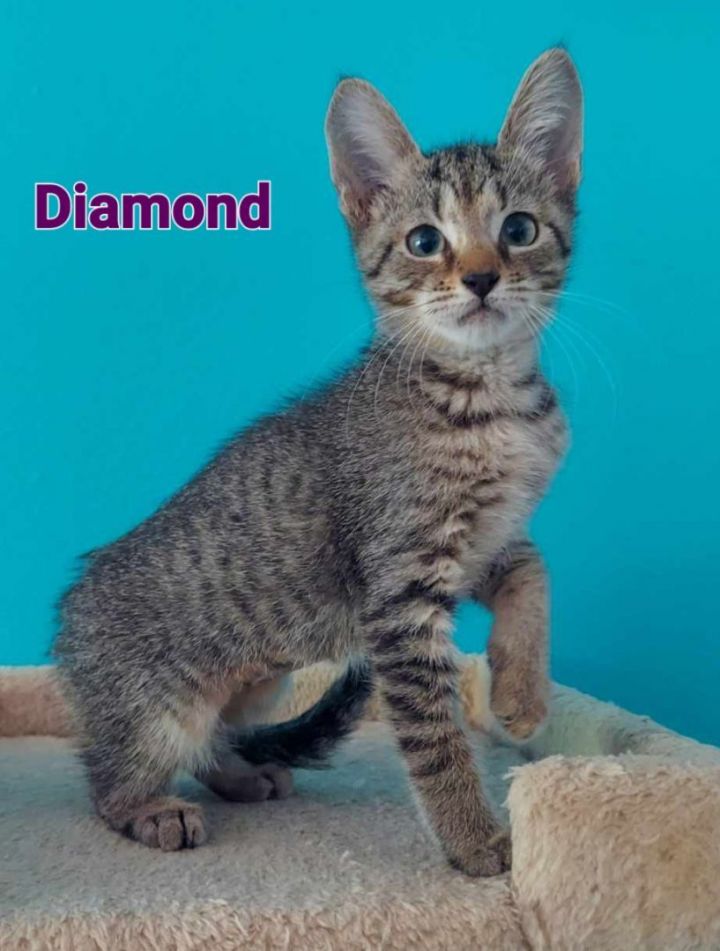 Diamond, an adoptable Domestic Short Hair in Largo, FL_image-1