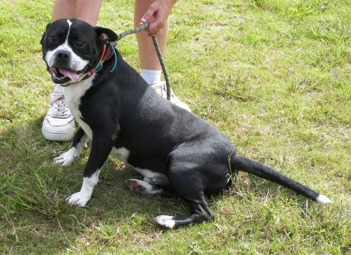 Foster SPOT! 6