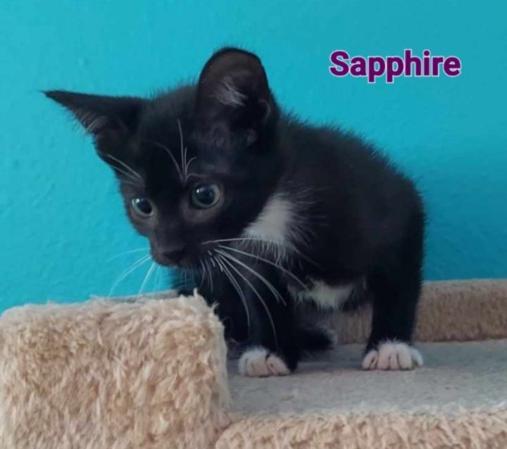 Sapphire, an adoptable Domestic Short Hair in Largo, FL_image-1