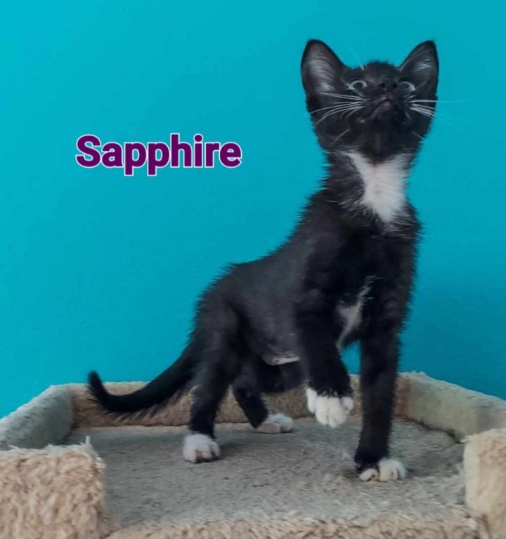 Sapphire, an adoptable Domestic Short Hair in Largo, FL_image-2