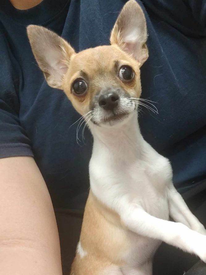 Basil