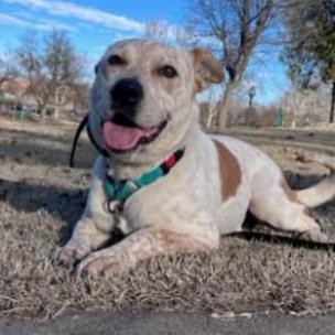 Freedom, an adoptable Cattle Dog, Mixed Breed in Enid, OK, 73703 | Photo Image 2