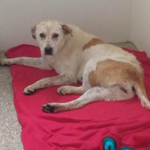 Freedom, an adoptable Cattle Dog, Mixed Breed in Enid, OK, 73703 | Photo Image 5