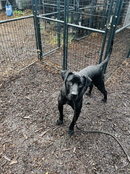 Rico Raj - ADOPTED 1