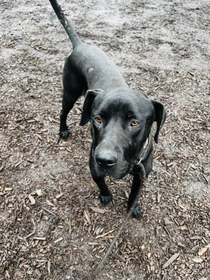 Rico Raj - ADOPTED 3