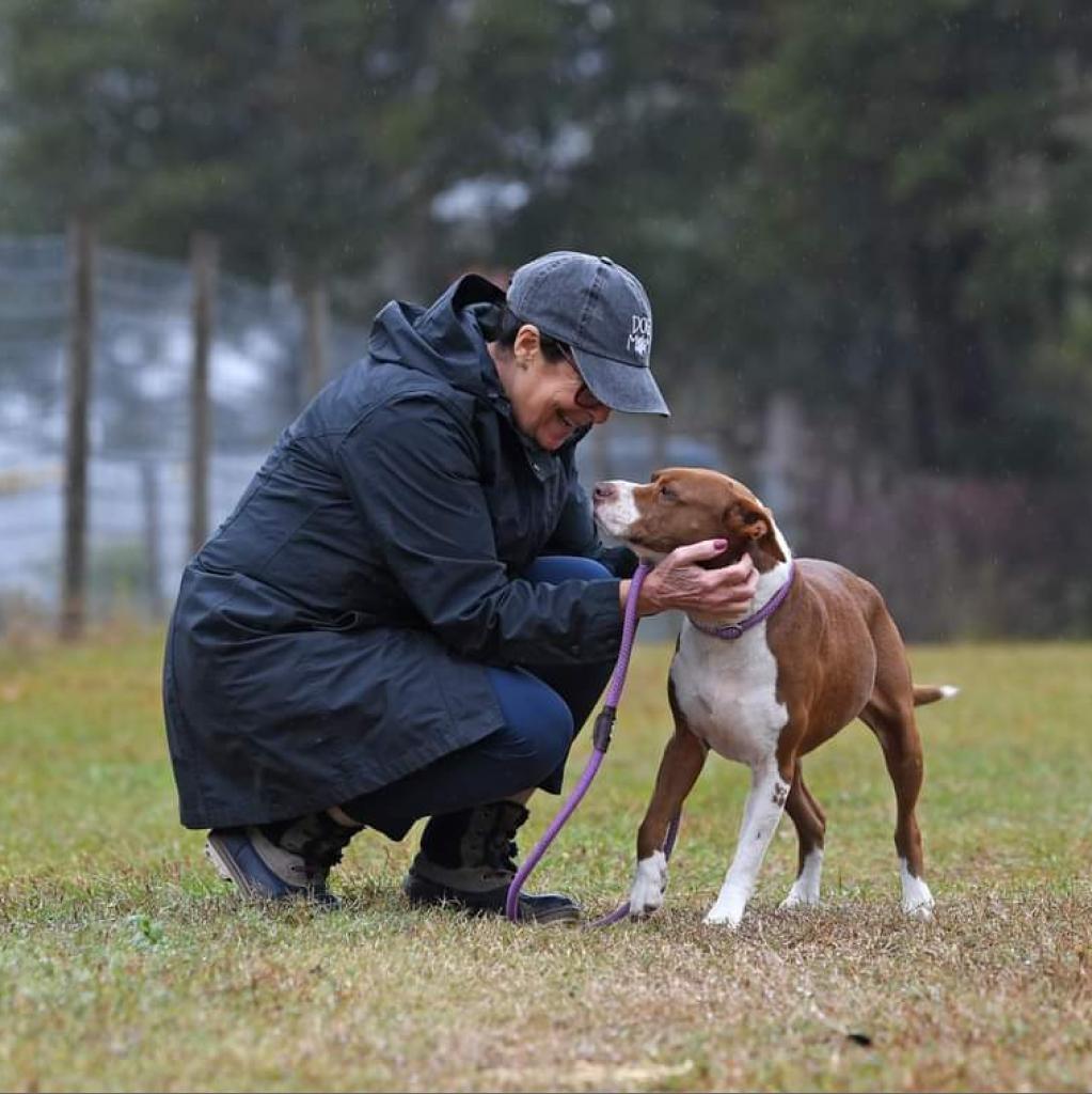 Athena, an adoptable Pit Bull Terrier in Leesburg, FL, 34788 | Photo Image 1