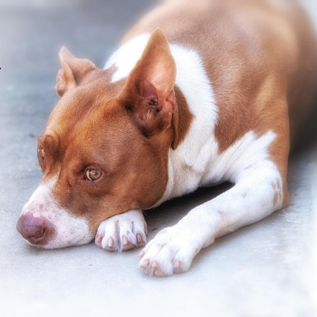 Athena, an adoptable Pit Bull Terrier in Leesburg, FL, 34788 | Photo Image 2
