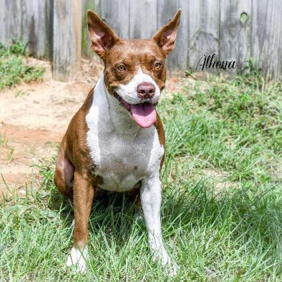 Athena, an adoptable Pit Bull Terrier in Leesburg, FL, 34788 | Photo Image 3