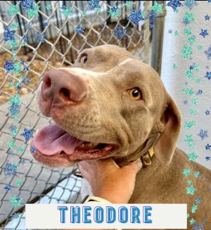 Theodore - Adoption Fee FULLY SPONSORED!