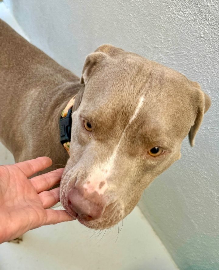 Theodore - Adoption Fee FULLY SPONSORED! 5