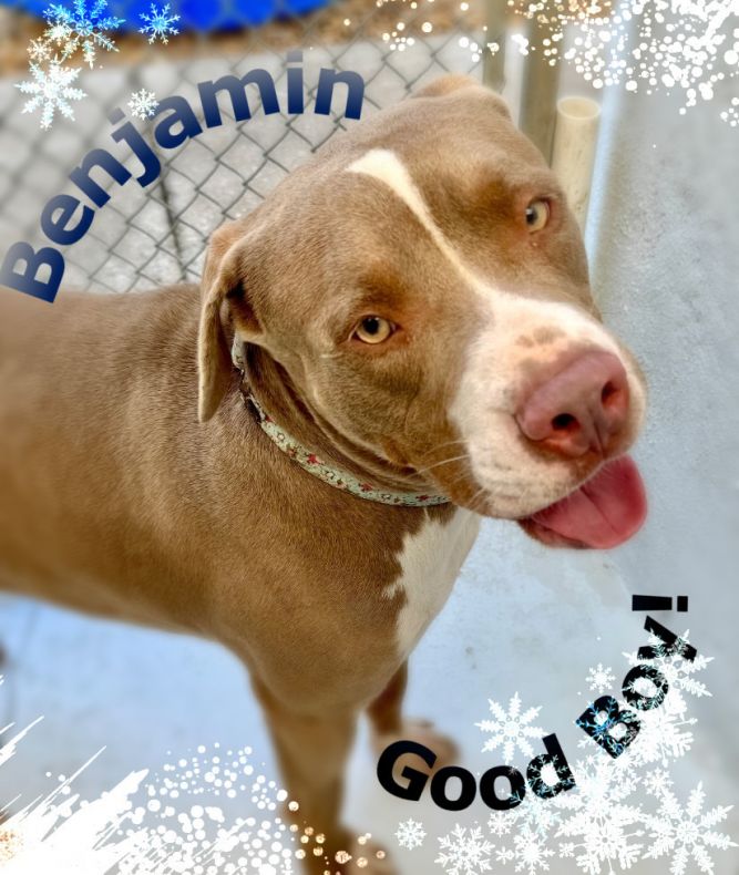 Benjamin-Adoption Fee FULLY SPONSORED!!