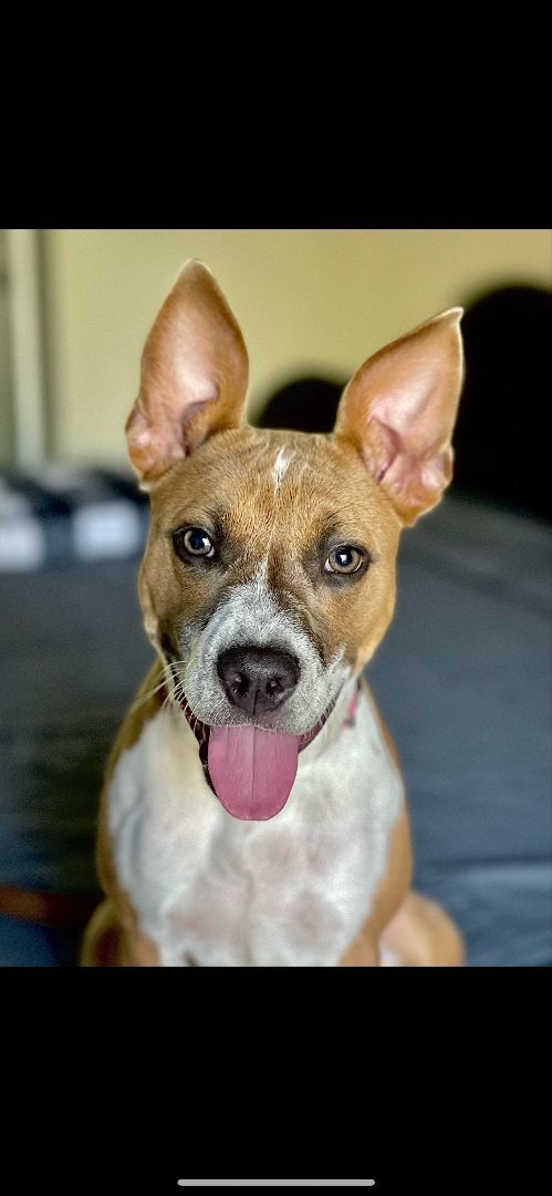 Bailey, an adopted American Staffordshire Terrier Mix in Saint Augustine, FL_image-1