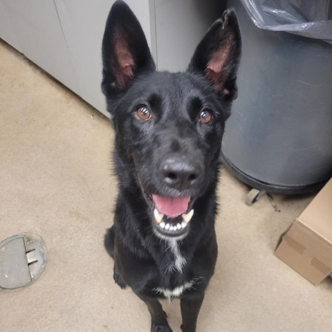 Lolly, an adoptable Shepherd in Corpus Christi, TX, 78415 | Photo Image 1