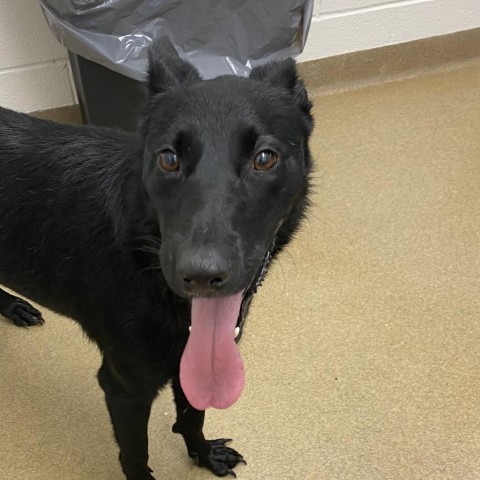 Lolly, an adoptable Shepherd in Corpus Christi, TX, 78415 | Photo Image 2