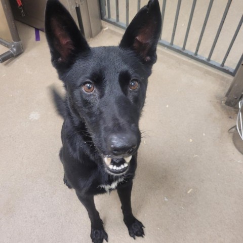 Lolly, an adoptable Shepherd in Corpus Christi, TX, 78415 | Photo Image 3