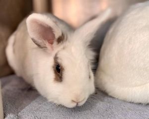 Meet Kismet a charming rabbit looking for a loving forever home This lovely bunny is a little shy 