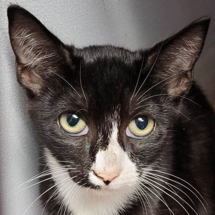 Izzy, an adoptable Domestic Short Hair Mix in Robinson, IL_image-1
