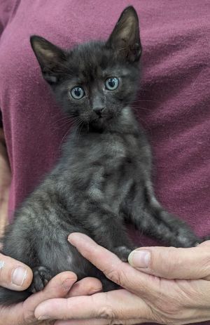 Juniper