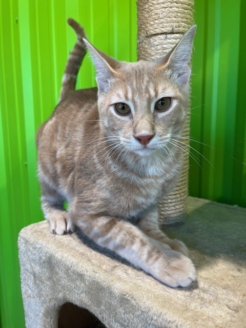 Bullwinkle, an adoptable Domestic Short Hair Mix in Tyler, TX_image-3