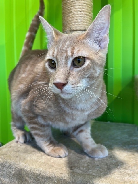 Bullwinkle, an adoptable Domestic Short Hair Mix in Tyler, TX_image-1