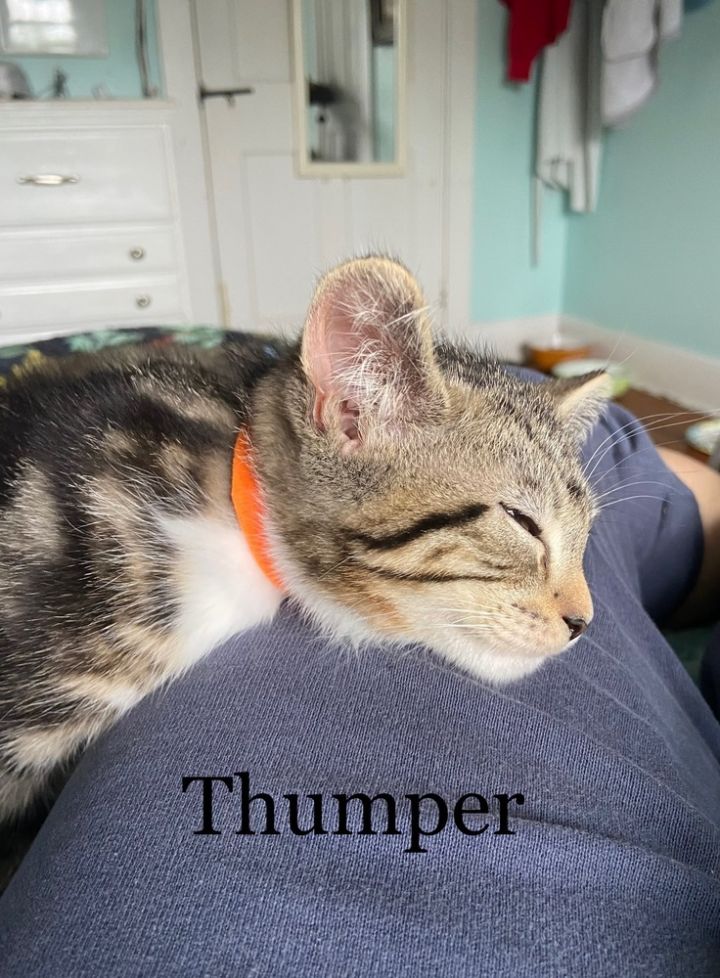Marble: Thumper 5