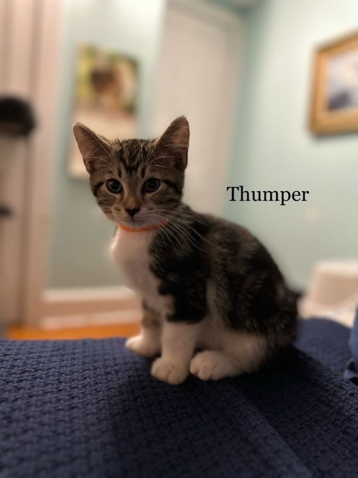 Marble: Thumper, an adoptable Domestic Short Hair & Exotic Shorthair Mix in Warren, CT_image-6