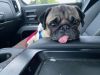 Pugtunia