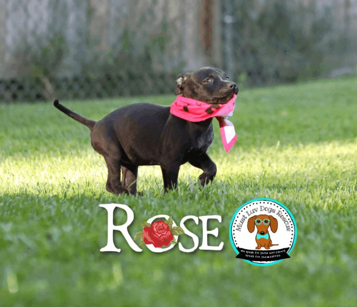 Rose, an adoptable Terrier Mix in Zachary, LA_image-2