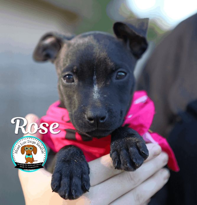 Rose