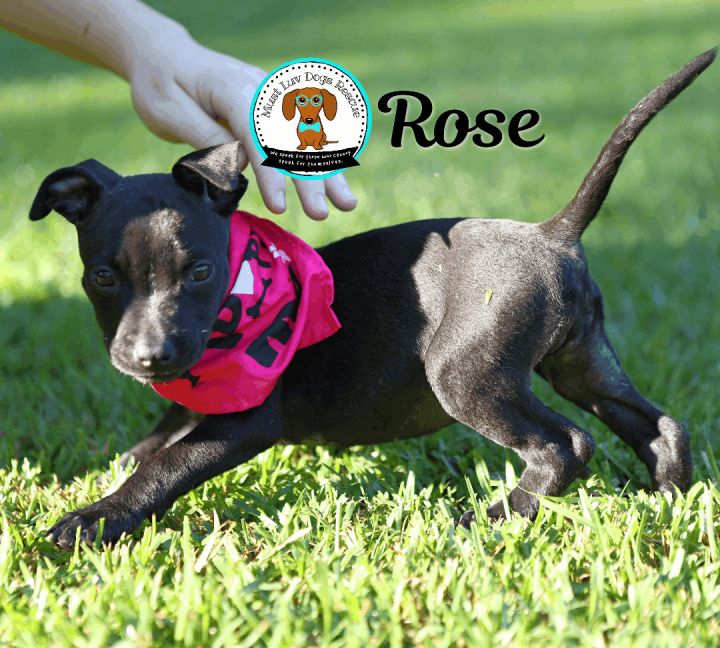 Rose, an adoptable Terrier Mix in Zachary, LA_image-6