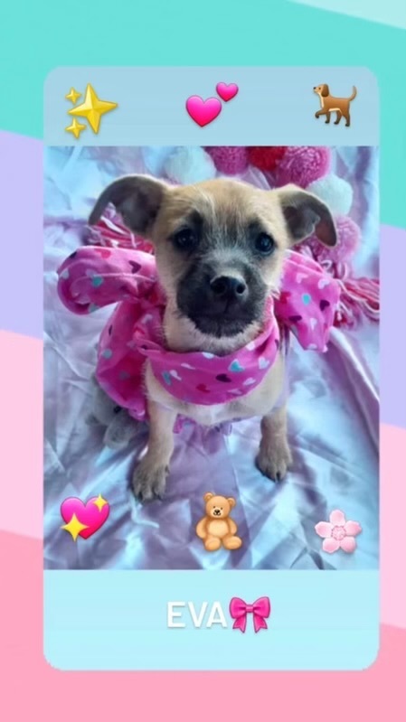 Dog for adoption - EVA, a Border Terrier & Jack Russell Terrier Mix in Pico  Rivera, CA