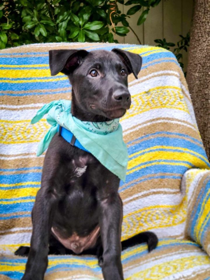 Dandre, an adoptable Black Labrador Retriever & Shepherd Mix in Temecula, CA_image-3