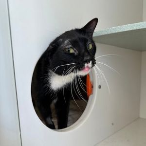 Looking for a furry friend to brighten your days Meet Vireo Vireo is a playful cat who is currentl