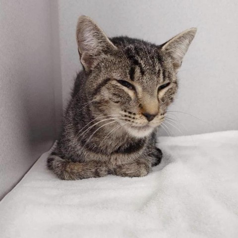 Pogo Stick, an adoptable Domestic Short Hair in Wichita, KS, 67278 | Photo Image 5