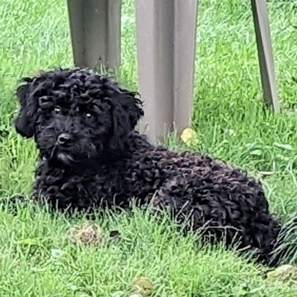 Archie