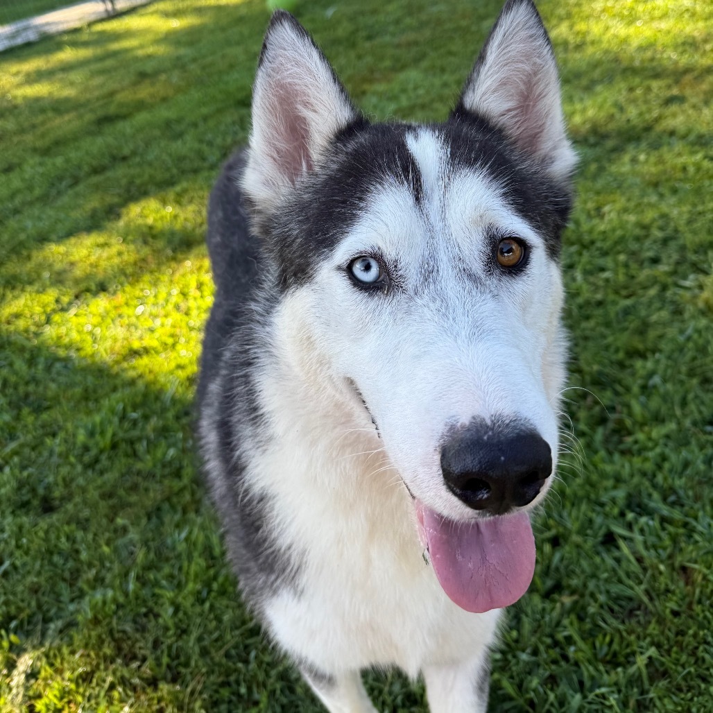 Zeus, an adoptable Husky in Eufaula, OK, 74432 | Photo Image 1