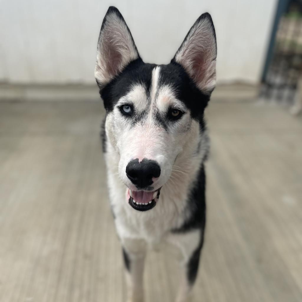 Zeus, an adoptable Husky in Eufaula, OK, 74432 | Photo Image 2