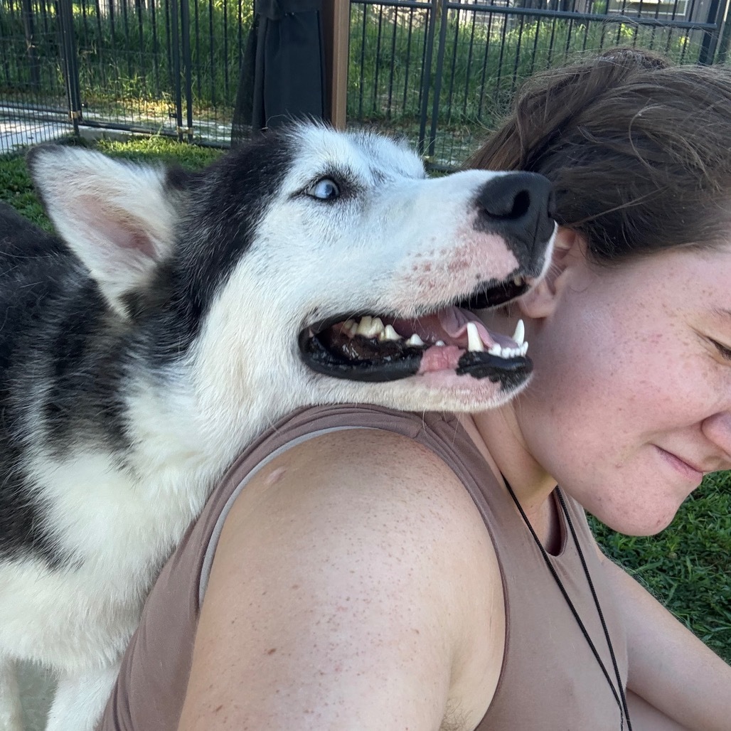 Zeus, an adoptable Husky in Eufaula, OK, 74432 | Photo Image 4