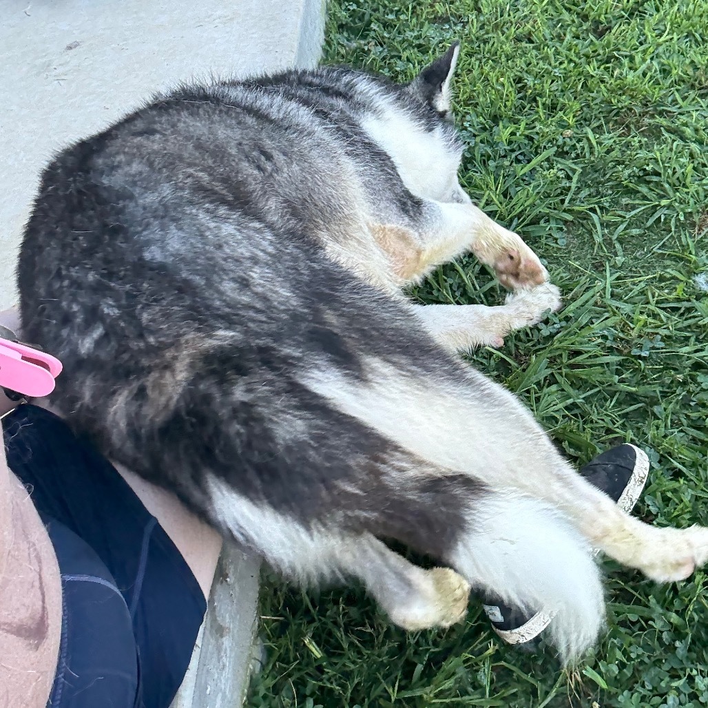 Zeus, an adoptable Husky in Eufaula, OK, 74432 | Photo Image 5